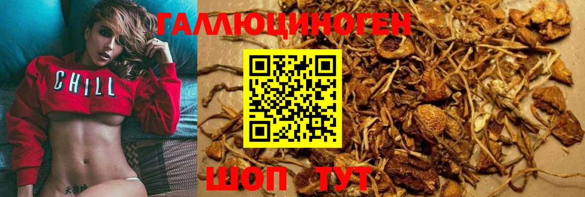 Псилоцибиновые грибы Psilocybe Озёры
